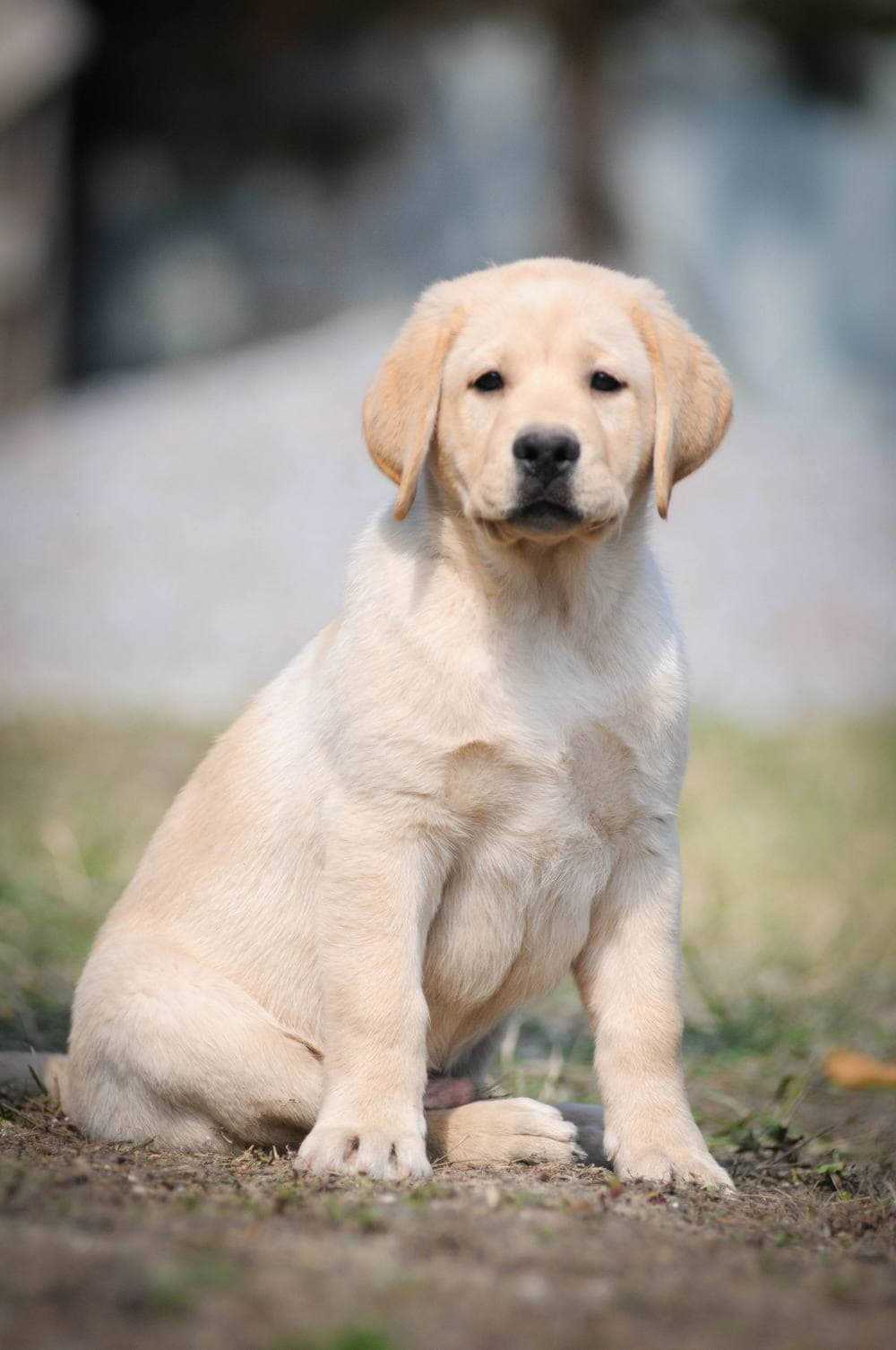 Лабрадор ретривер 🐕: описание породы, характер, окрас, содержание и уход, фото собаки