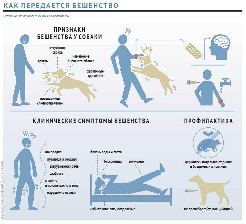 Бешенство у собак: выявление и профилактика заболевания