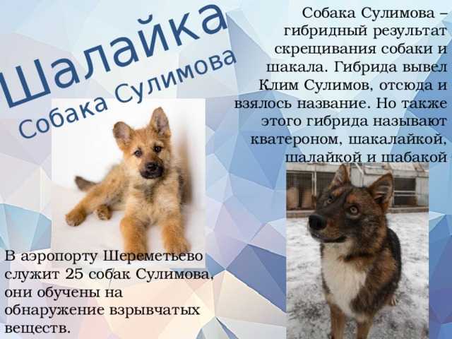 Шалайка (собака сулимова, шабака, шакалака, квартерон)