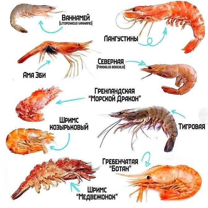 Можно ли кошкам давать рыбу