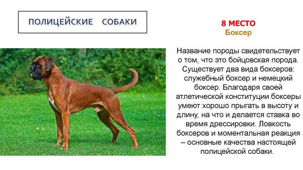 Немецкий боксер (boxer) - профессиональная служебная собака с отличным характером