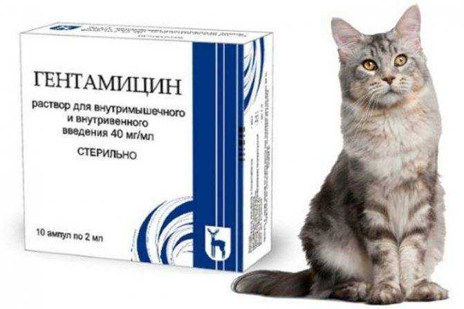 Можно ли давать антибиотики кошкам: побочные действия, противопоказания. применение человеческих антибиотиков для кошек. лучшие ветеринарные антибиотики для кошек.