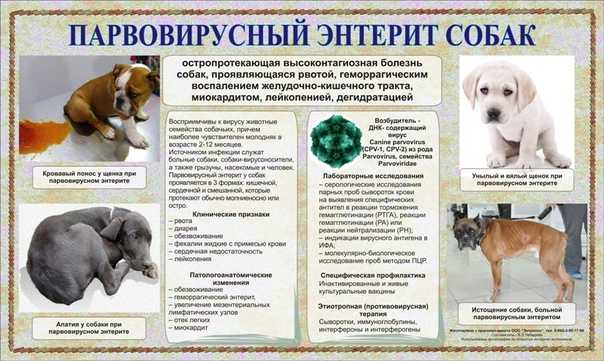 Парвовирусный энтерит у собак. симптомы, профилактика | блог ветклиники "беланта"