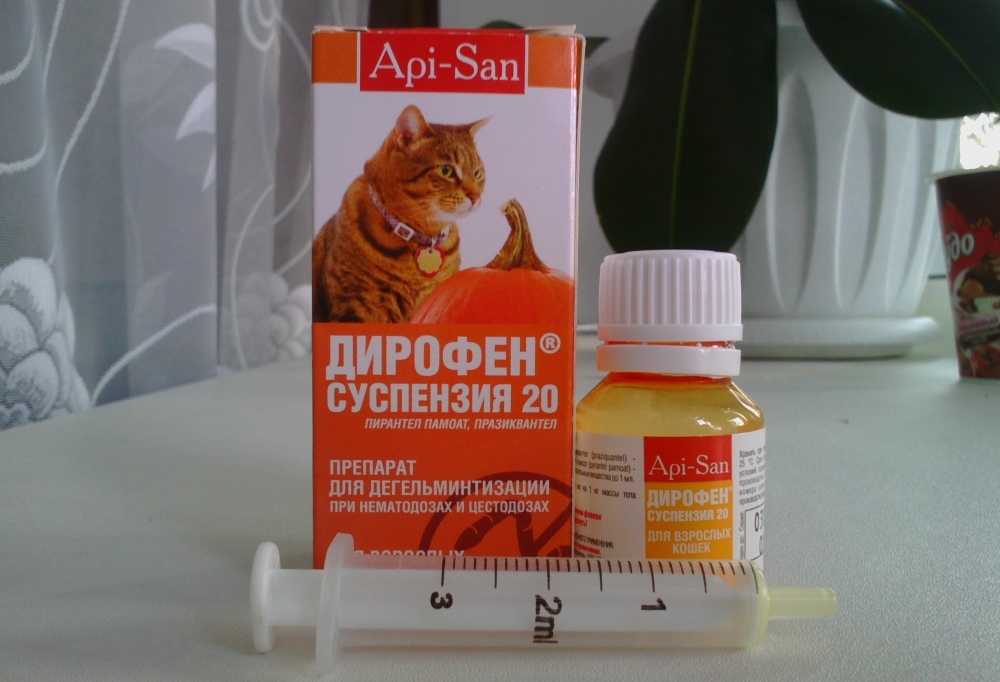 Запор у котенка: что делать в домашних условиях | ваши питомцы