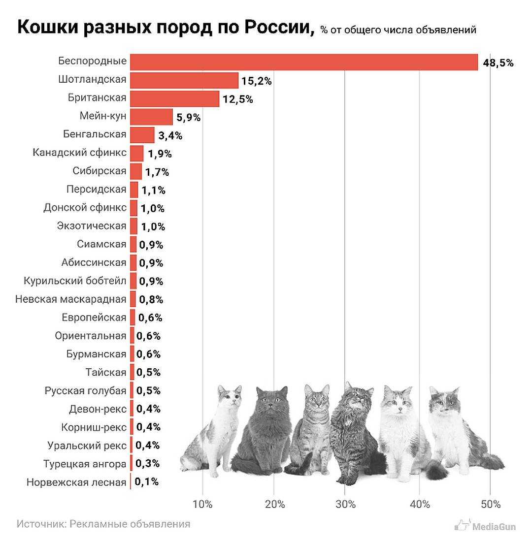 Самые популярные породы кошек в россии и мире