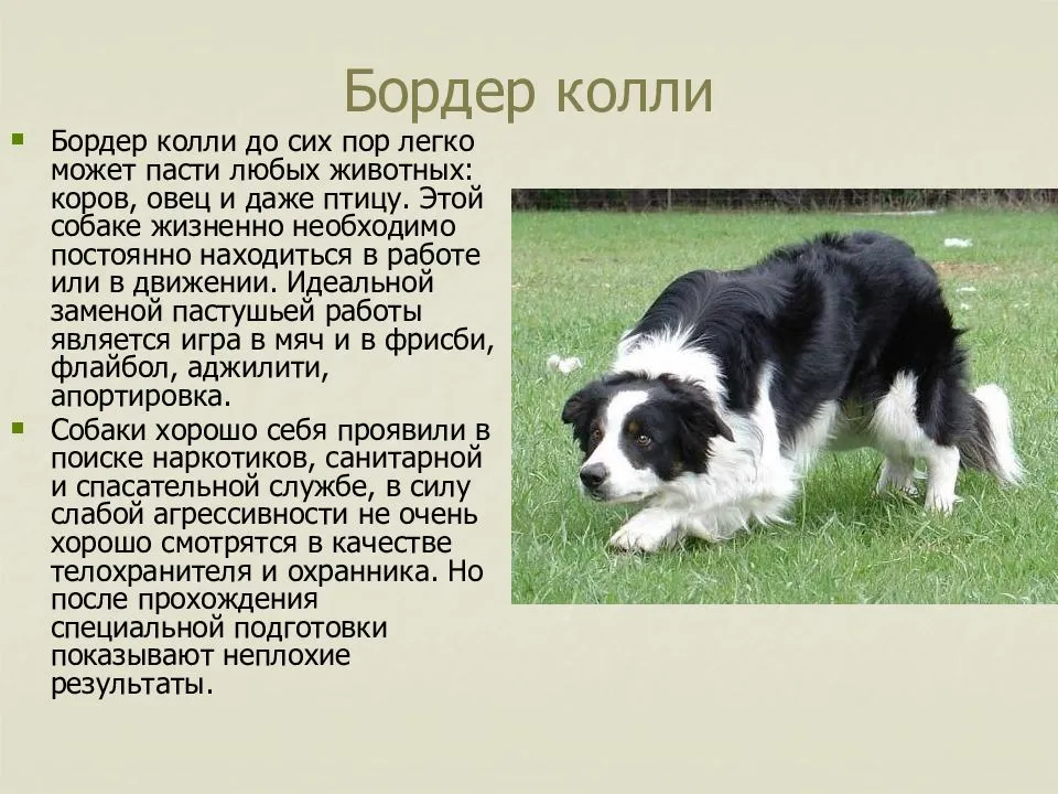 Ландсир