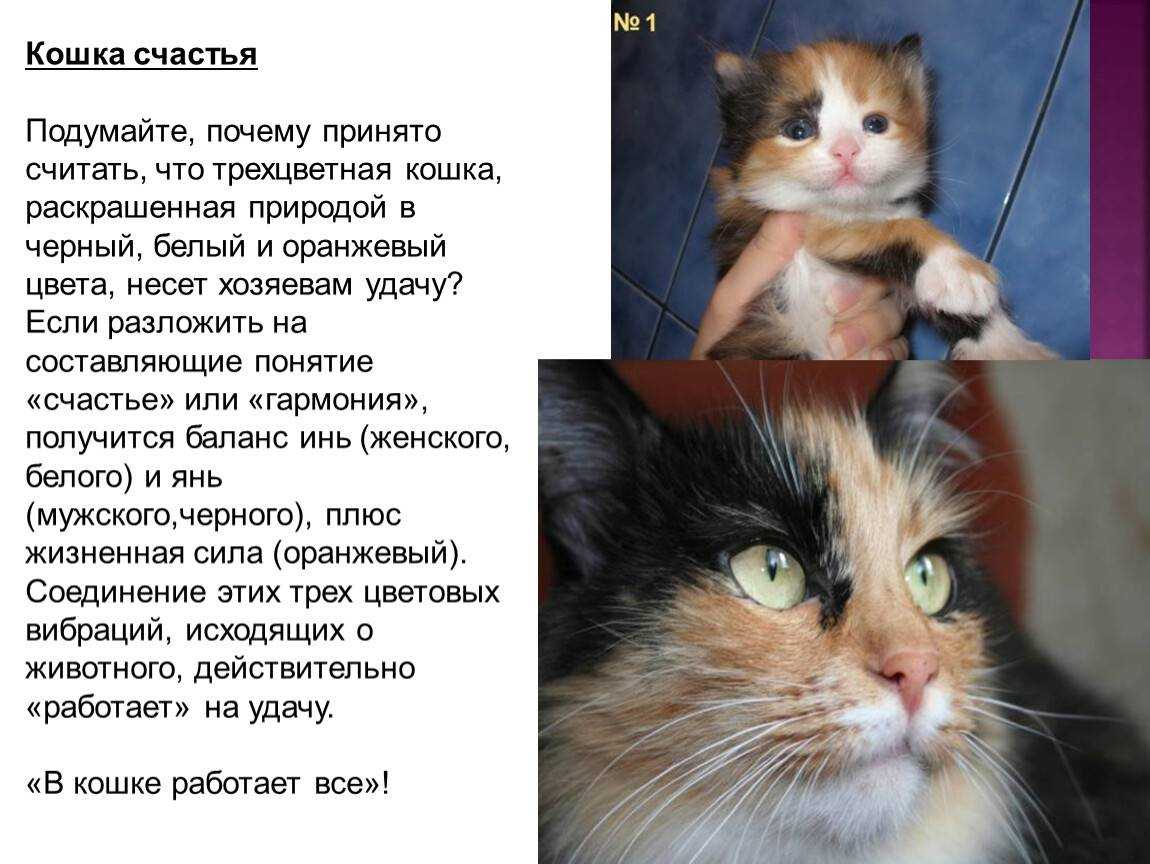 Черепаховая кошка