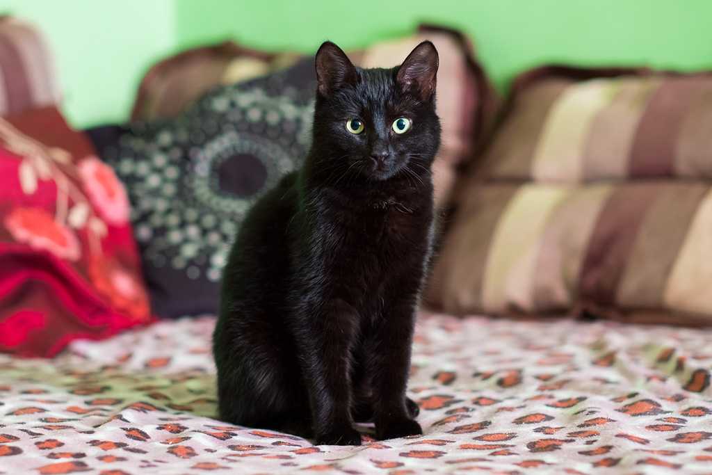 🐱породы черных кошек: топ-20 с названиями, описанием и фото