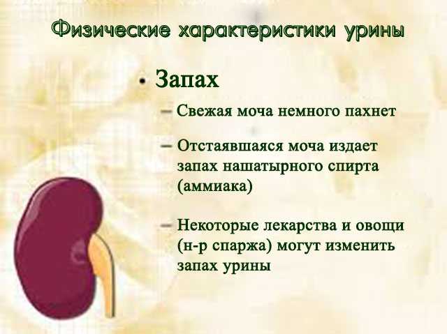 Почему моча кошки сильно пахнет аммиаком?