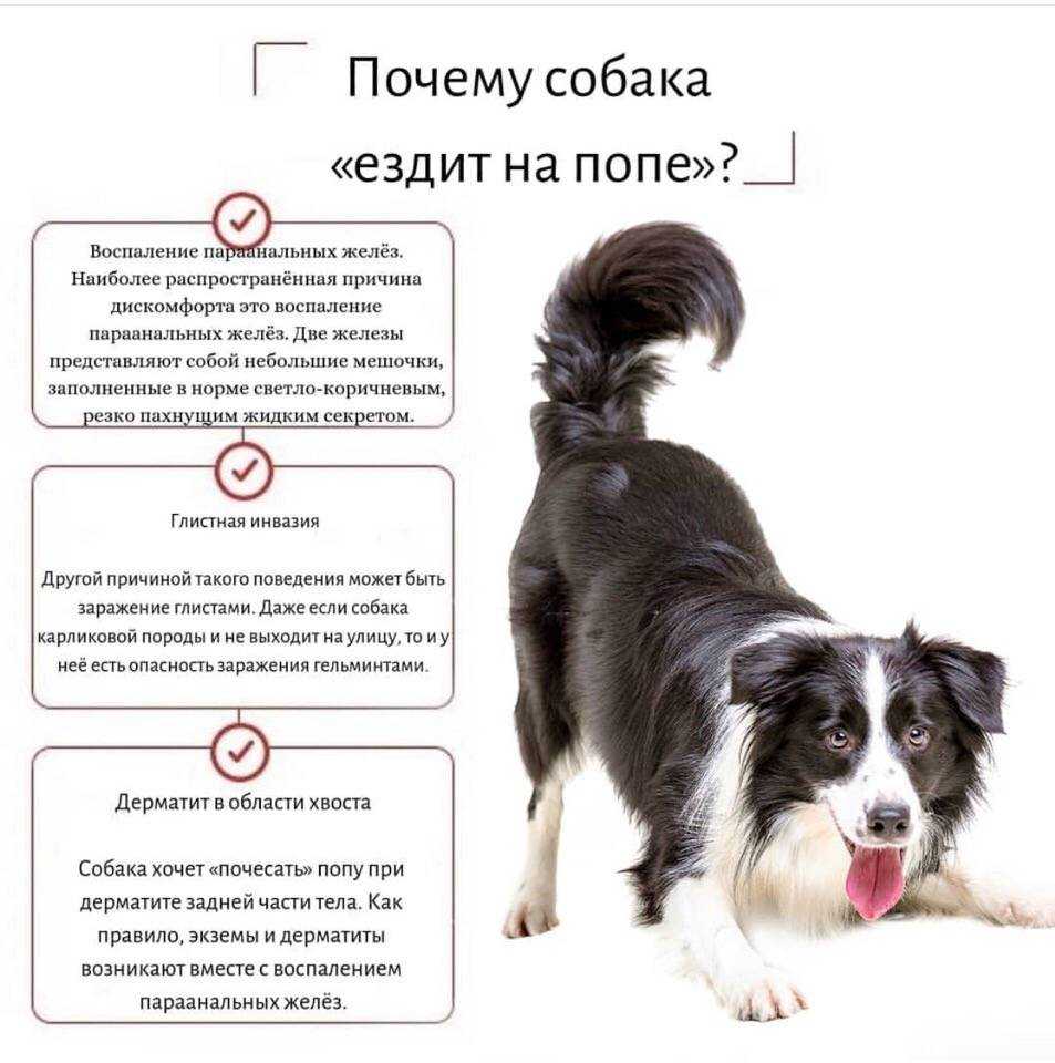 Причины по которым собака ездит на попе могут быть самые разнообразные Они в основном доставляют питомцу массу беспокойства раздражения и боли поэтому он таким способом и пытается избавиться от дискомфорта