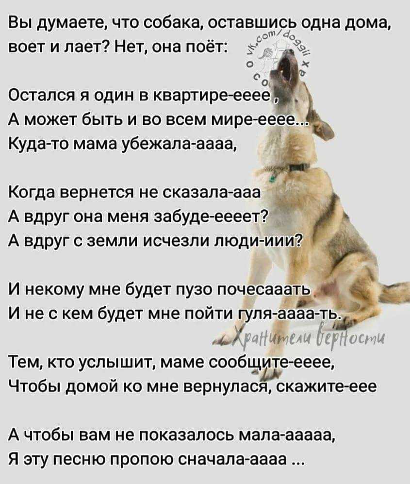 Как отучить собаку или щенка скулить: простые способы | ваши питомцы
