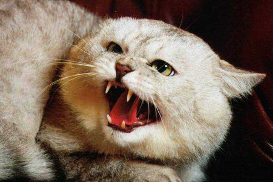 Как кошка наказывает котят? - кот, пёс и я