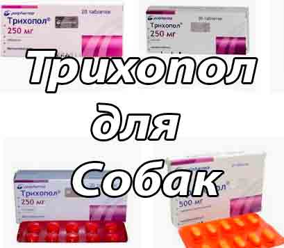 Трихомоноз у кошек - симптомы, лечение, анализы и прогнозы, ветклиника "джунгли"
