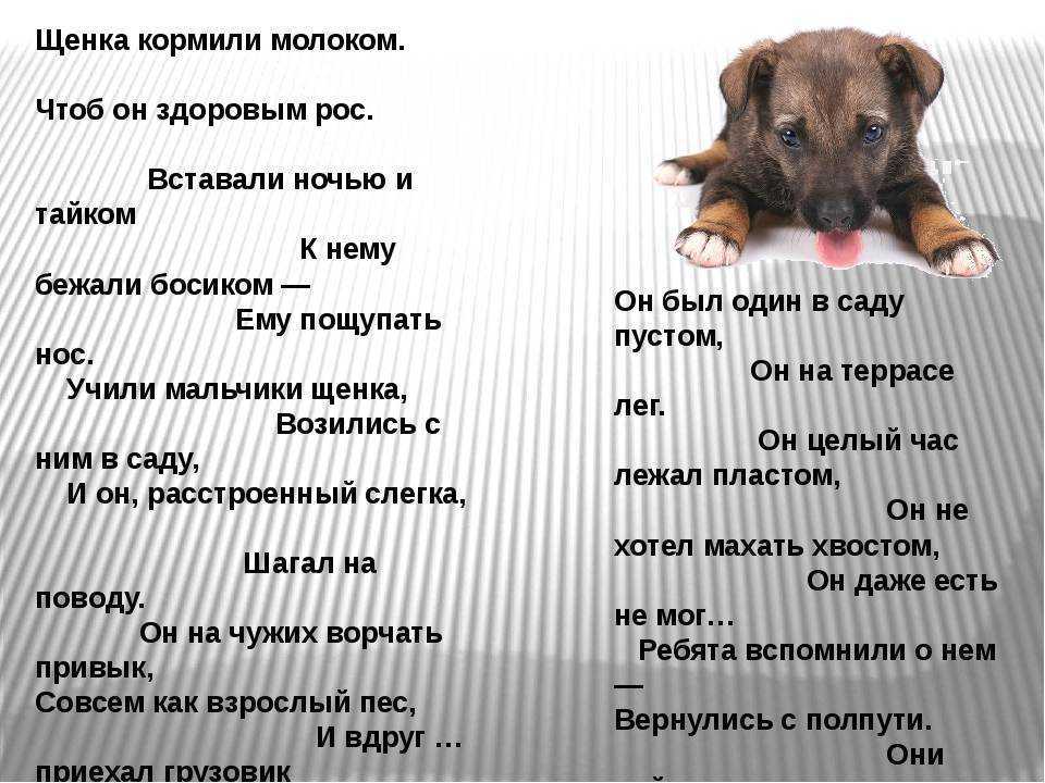 Лактация у собак ложная: почему образуется и как прекратить выделение молока.