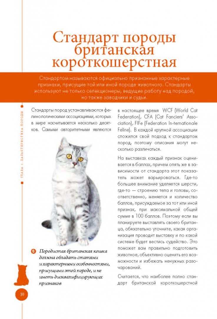Уход за британскими котятами, основные правила и советы, фото, видео