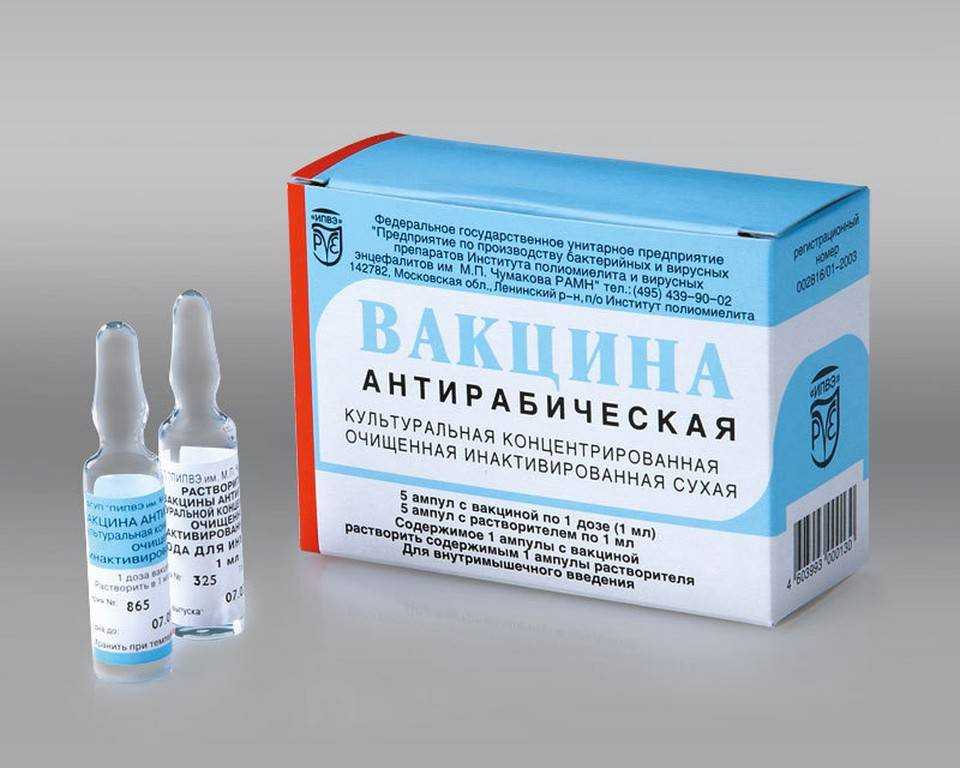 Прививка кошки от бешенства: правила вакцинации — domovod.guru