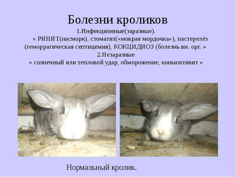 Болезни кроликов: симптомы и лечение вирусных заболеваний у кроликов