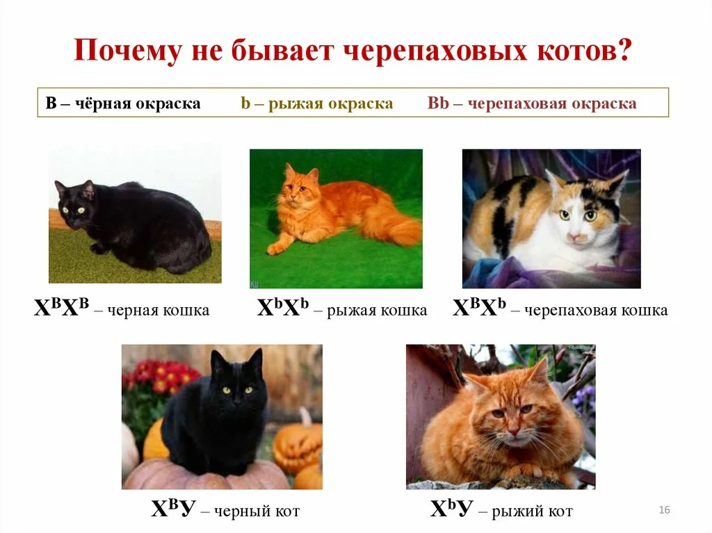Трехцветные кошки:  виды и мистика, интересное о окрасе
