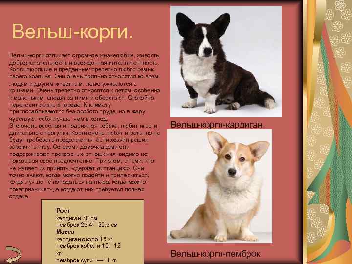Разновидности и полная характеристика породы корги