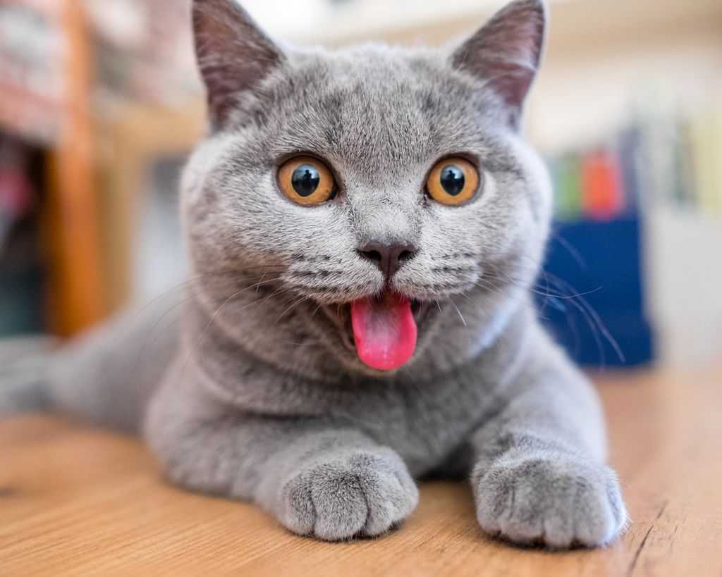 Кошка икает. что делать?