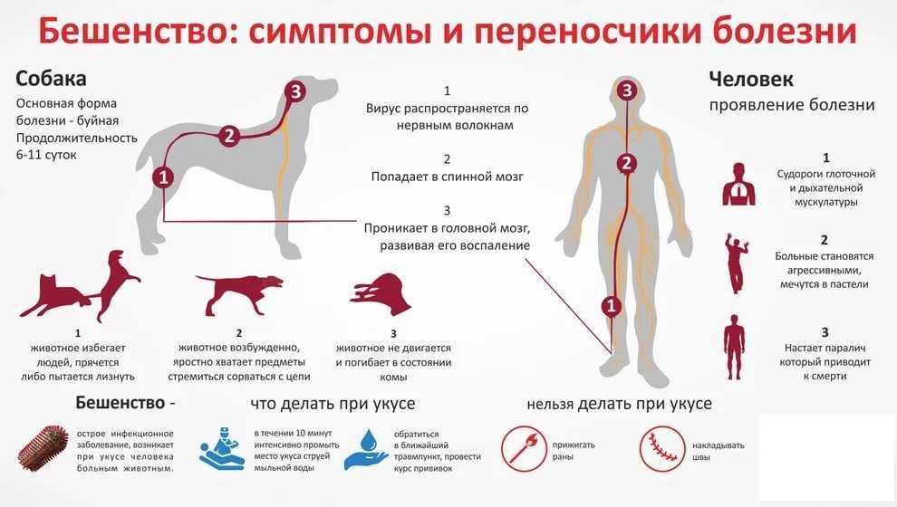 Бешенство у собаки