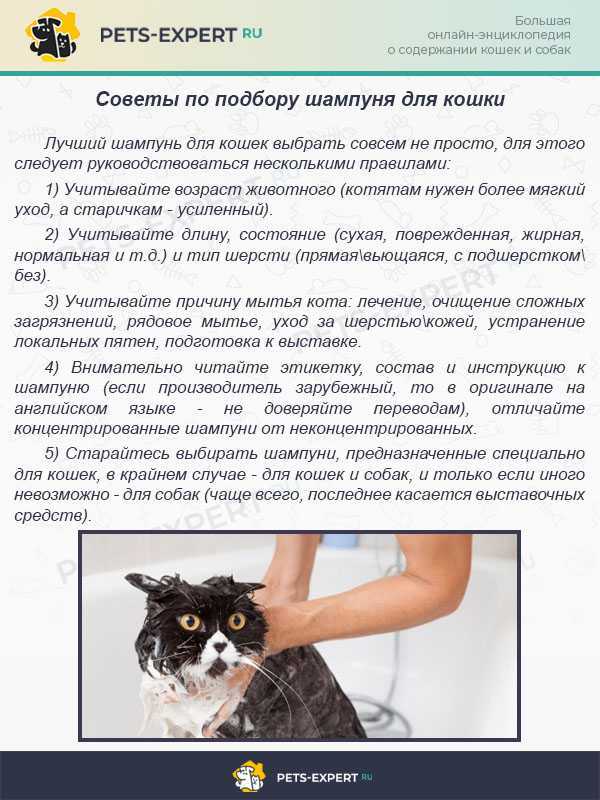 Видео инструкция: как помыть кота, который не любит купаться. 3 разных варианта, как моют котов