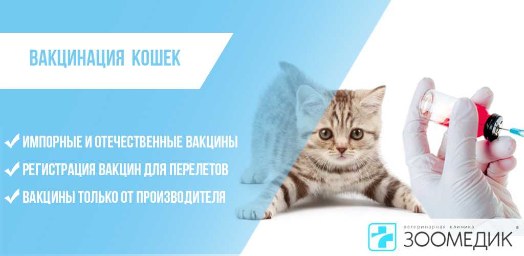 Какие прививки делают котятам и в каком возрасте