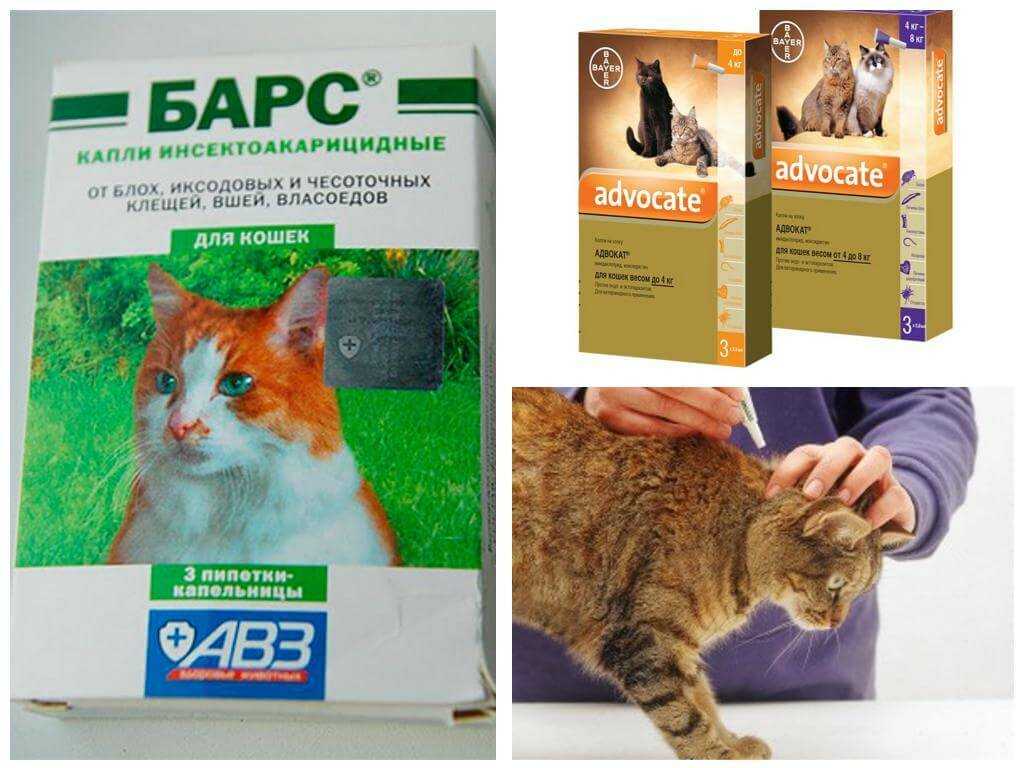 Блохи у кошек: симптомы, профилактика, лечение