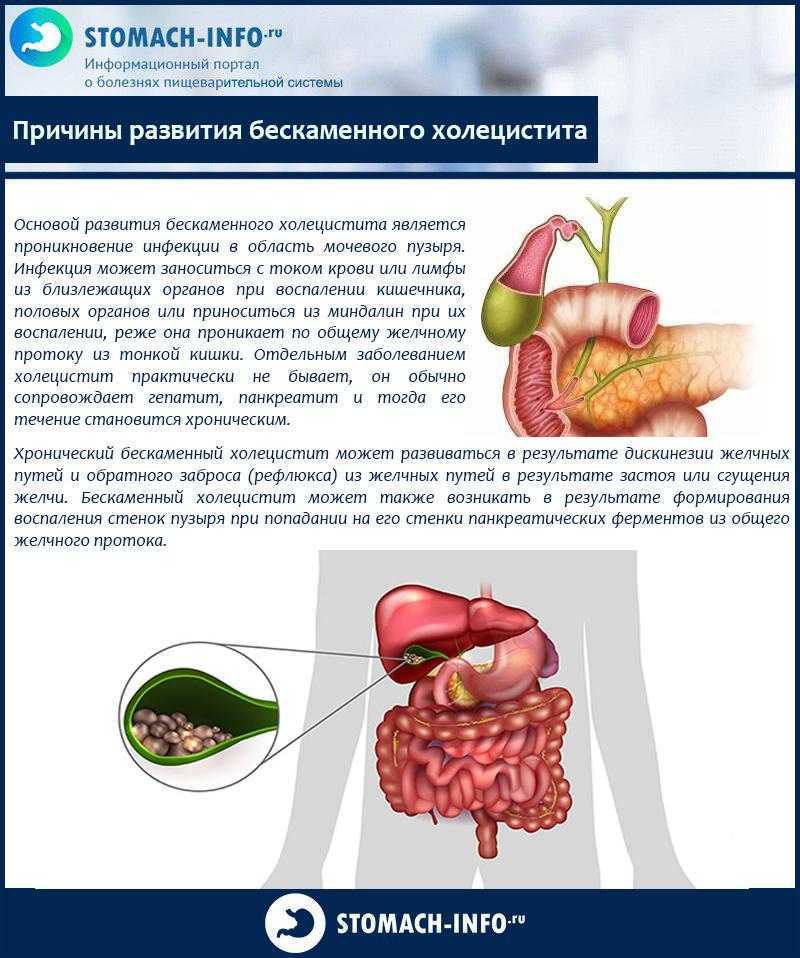 Холецистит у собак: симптомы и лечение воспаления желчного пузыря, некротизирующий, мукоцеле, острый, хронический и другие виды, диета и кормление