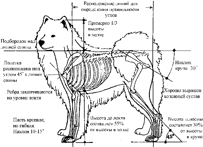 Стандарт fci породы самоед и описание