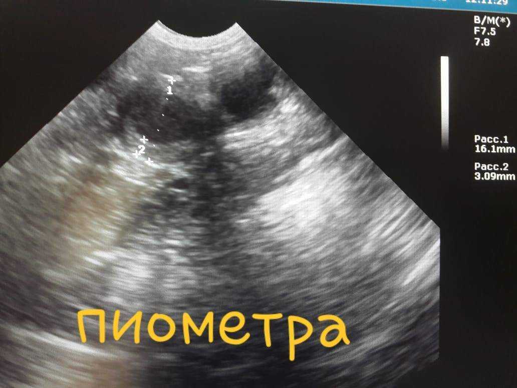 Пиометра у собак: симптомы и лечение пиометры