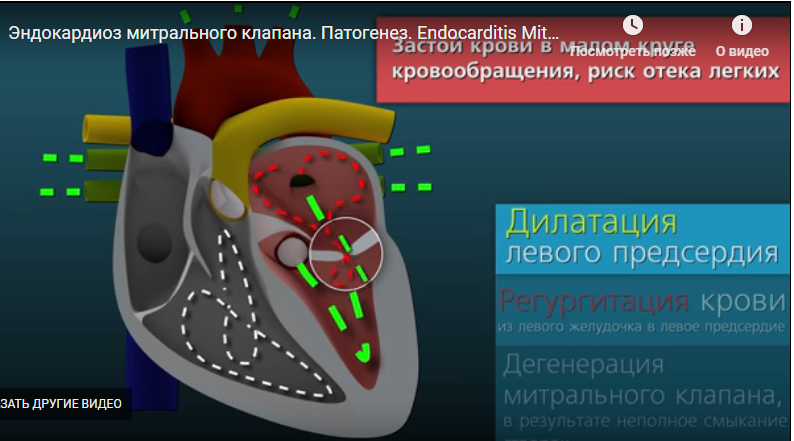 Отрыжка у собак - симптомы, лечение, препараты, причины появления | наши лучшие друзья
