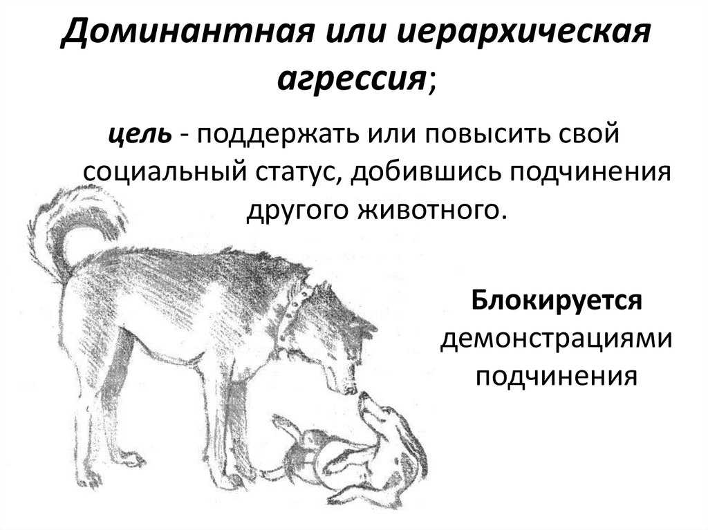 Что делать если у меня агрессивная собака