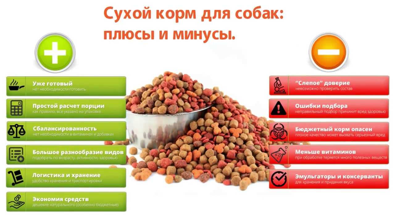 Как правильно переводить собаку на сухой корм и стоит ли это делать