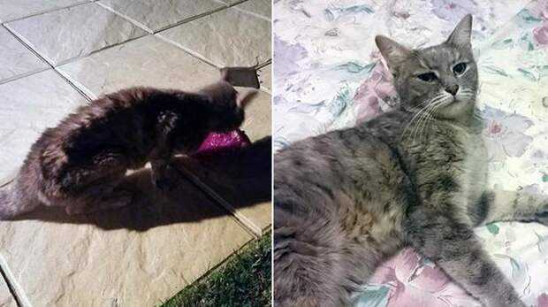 Сколько кошка может прожить без еды?