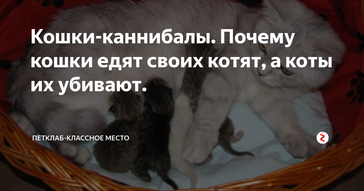 Почему кошка не кормит котят. чем помочь голодным малышам | ваши питомцы