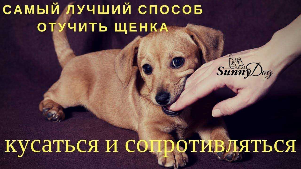 Все о том, как отучить щенка кусаться: причины проблемы и способы ее решения