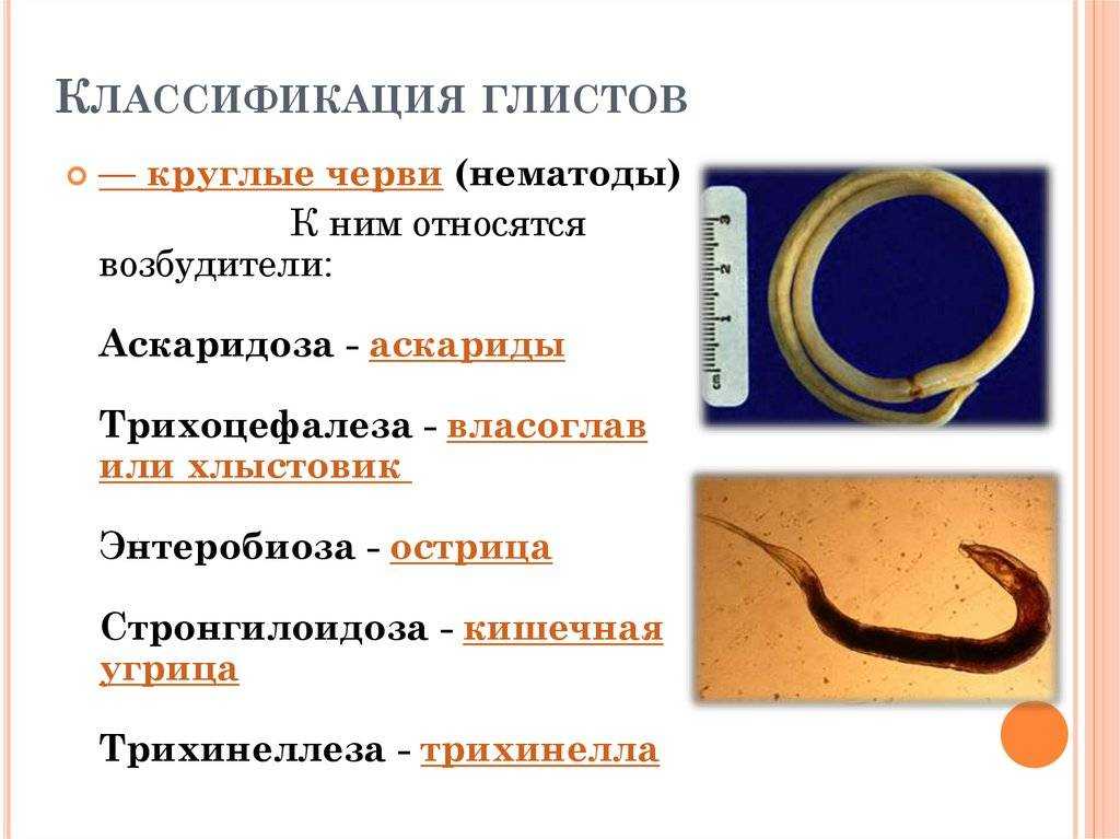 Глисты у кошек симптомы и лечение