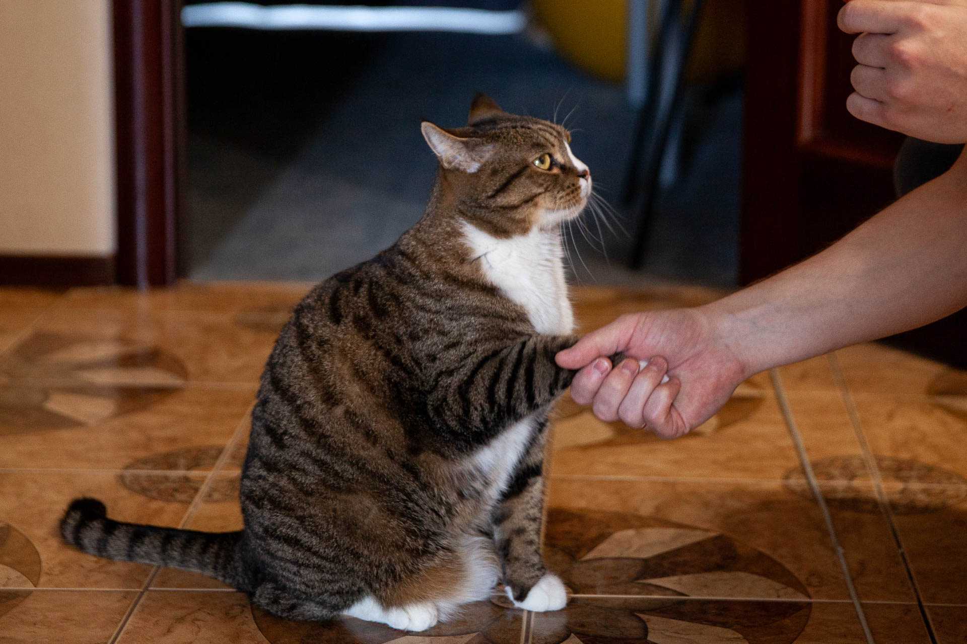 Кошка беспокойная