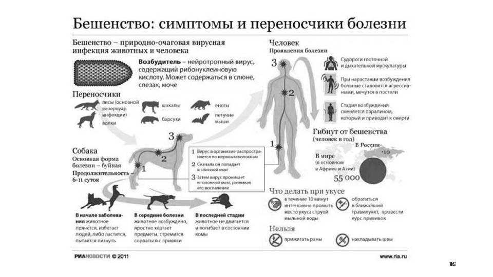 Бешенство у кошек: симптомы, профилактика, опасность для человека