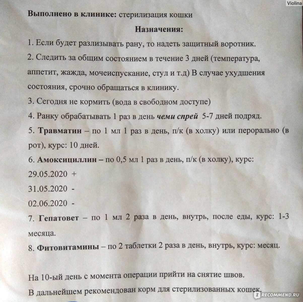 Как долго отходит кошка от наркоза после стерилизации