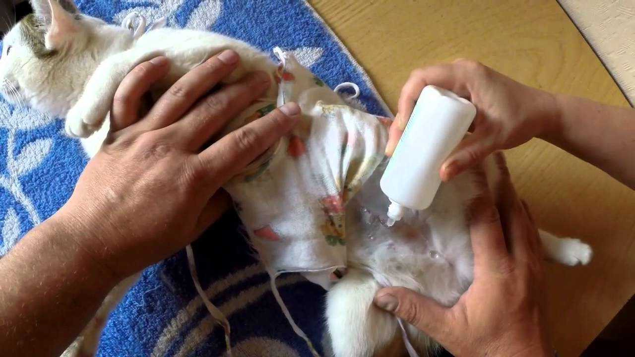 Кровь из носа у кота: причины, почему идет кровь, что делать - zoosecrets