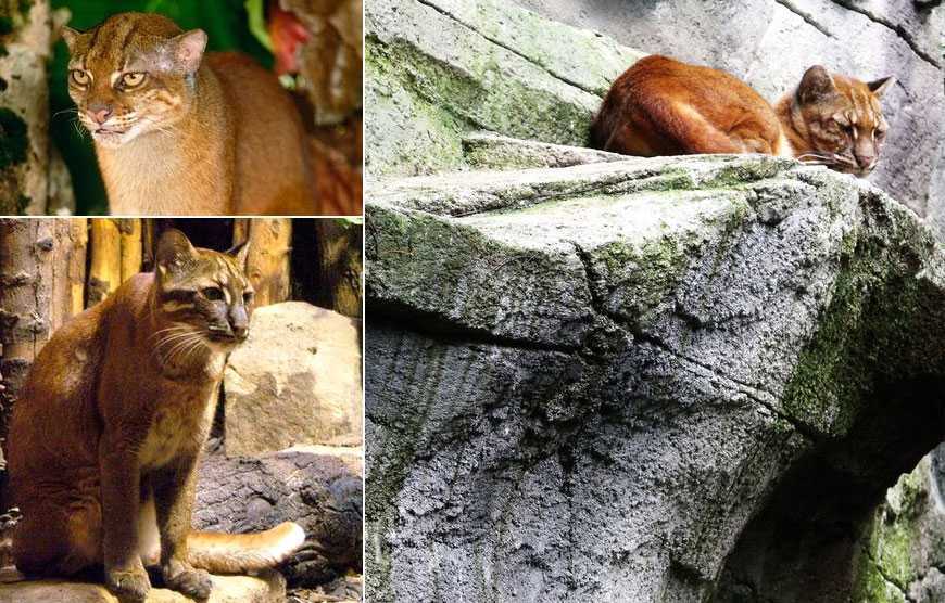 10 самых маленьких диких кошек в мире - animal.by