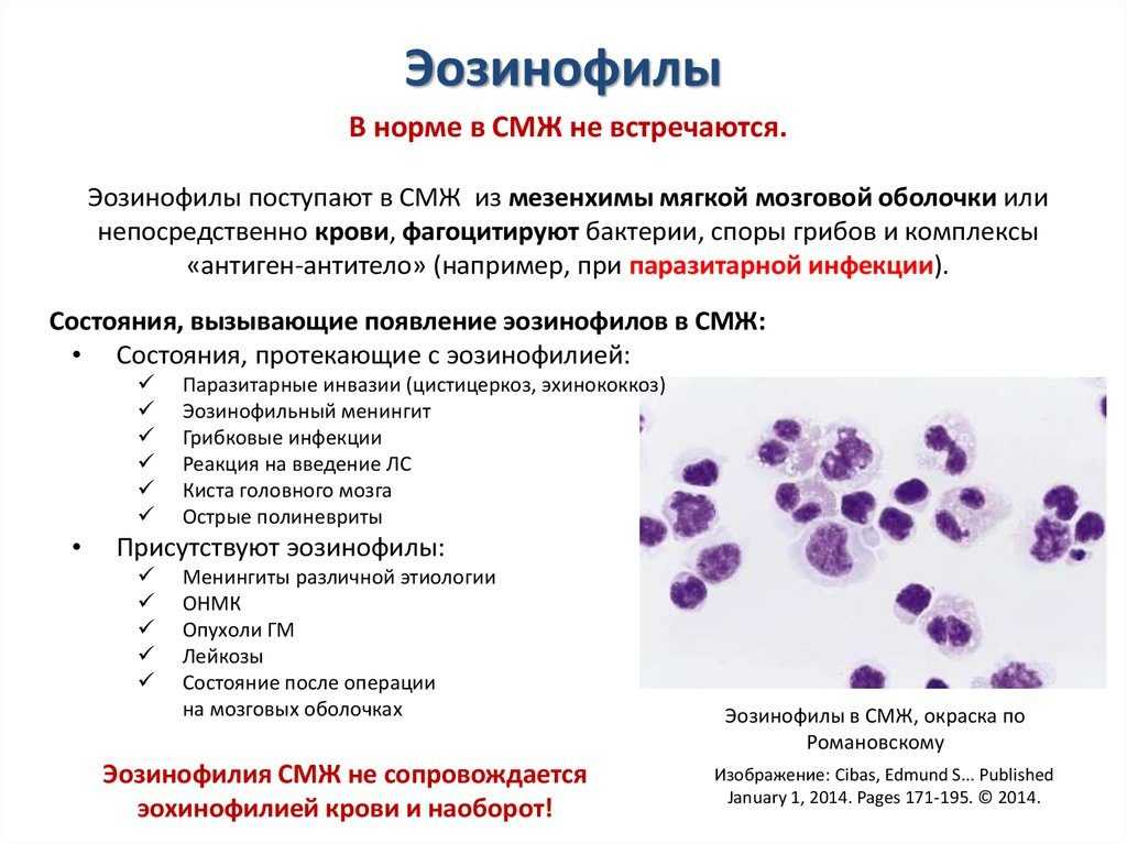 Что такое гастрит у собак? подробное описание