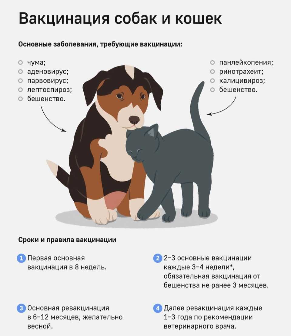 Кастрация и стерилизация собак и кошек: за и против | ветеринарная клиника бона менте