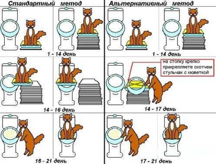 Как принести домой вторую кошку и не расстроить этим первую