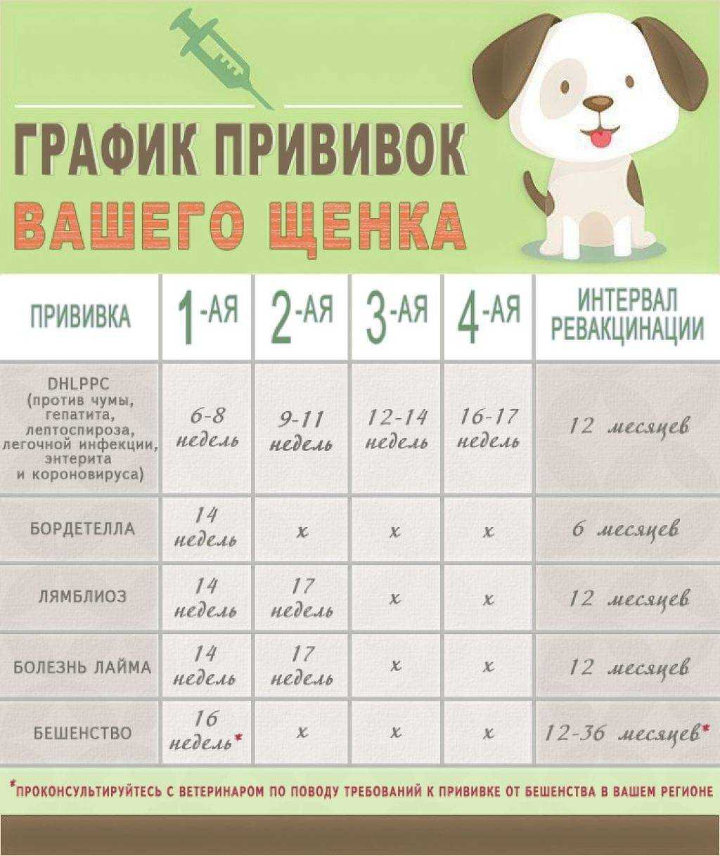 Когда можно гулять со щенком