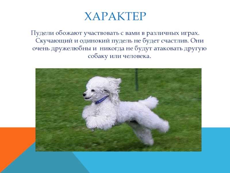 Пудель миниатюрный: описание породы, характер, уход (с фото) | все о собаках