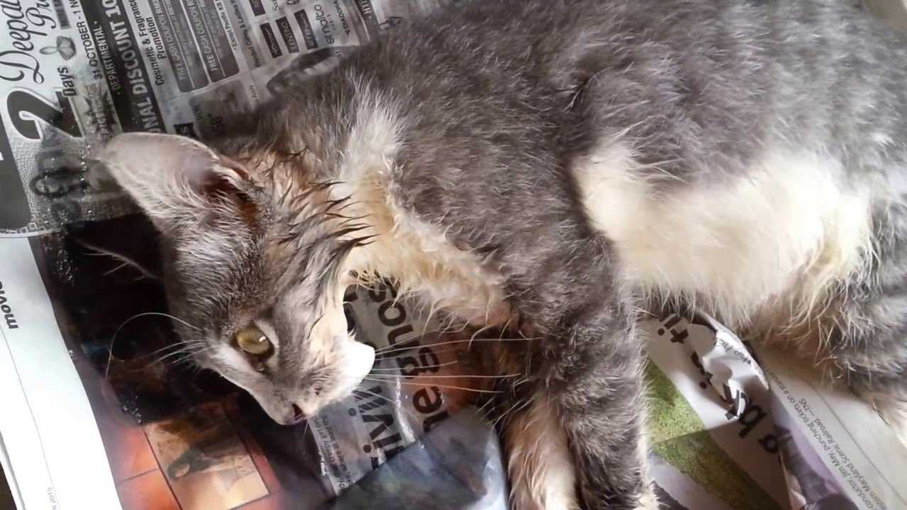 Котёнок умер: причины внезапной смерти, как понять признаки, что новорожденные котята умирают, почему не набирают вес