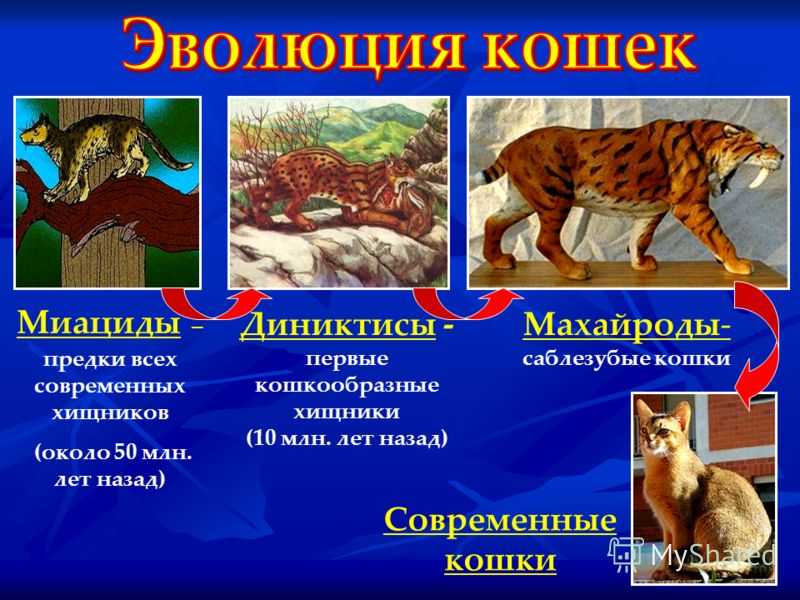 Происхождение кошек: история вида, от кого, откуда и когда появились, одомашнивание - блог о животных - zoo-pet.ru